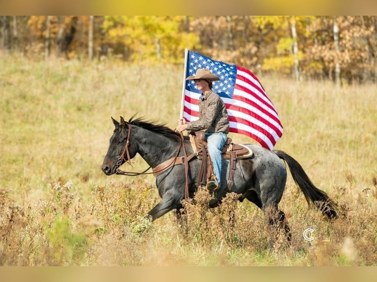 American Quarter Horse Castrone 13 Anni 157 cm Roano blu in Clayton, WI