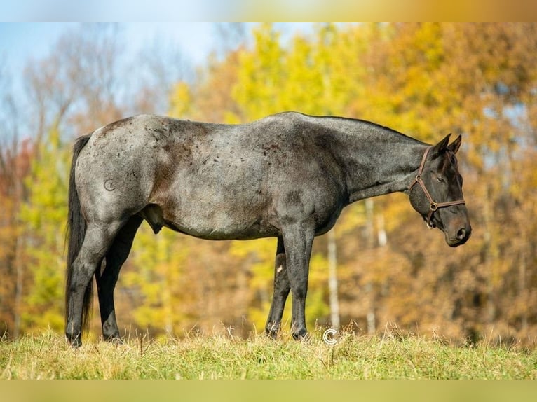 American Quarter Horse Castrone 13 Anni 157 cm Roano blu in Clayton, WI