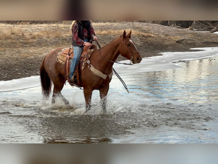 American Quarter Horse Mix Castrone 13 Anni 157 cm Roano rosso in Valley Springs, SD