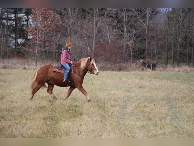 American Quarter Horse Castrone 13 Anni 157 cm Sauro ciliegia in Howell MI