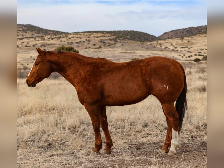 American Quarter Horse Castrone 13 Anni 157 cm Sauro ciliegia in Camp Verde, AZ