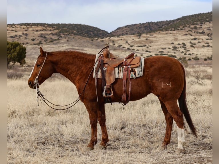 American Quarter Horse Castrone 13 Anni 157 cm Sauro ciliegia in Camp Verde, AZ