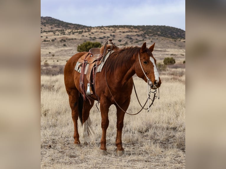 American Quarter Horse Castrone 13 Anni 157 cm Sauro ciliegia in Camp Verde, AZ