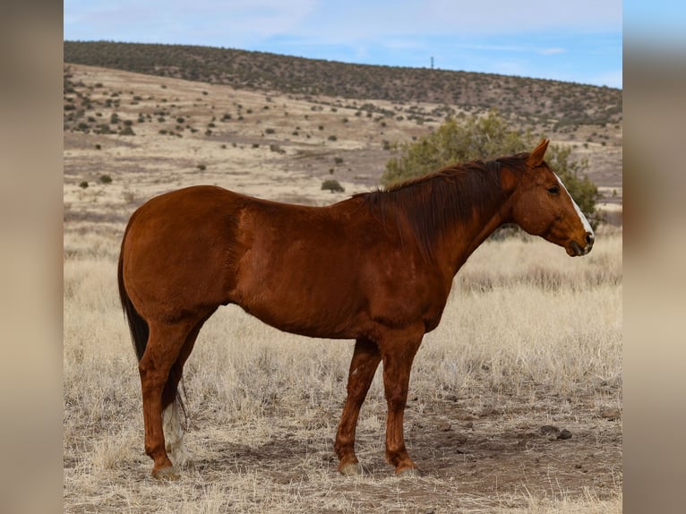 American Quarter Horse Castrone 13 Anni 157 cm Sauro ciliegia in Camp Verde, AZ