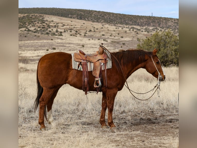 American Quarter Horse Castrone 13 Anni 157 cm Sauro ciliegia in Camp Verde, AZ