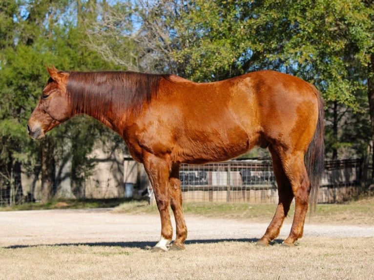 American Quarter Horse Castrone 13 Anni 157 cm Sauro ciliegia in Huntsville, TX