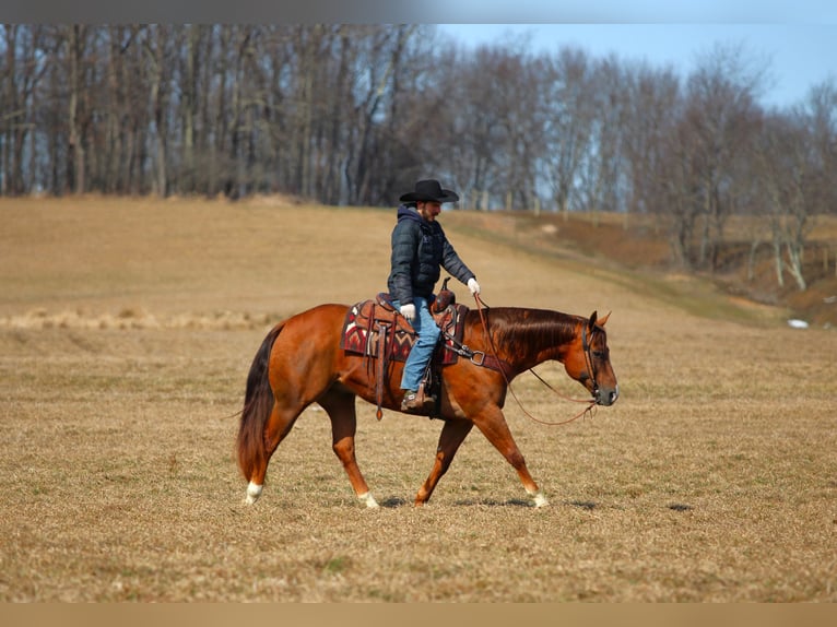 American Quarter Horse Castrone 13 Anni 157 cm Sauro scuro in Clarion