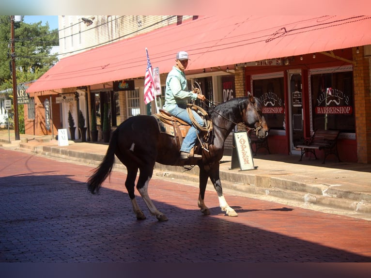 American Quarter Horse Castrone 13 Anni 157 cm Tobiano-tutti i colori in Rusk TX