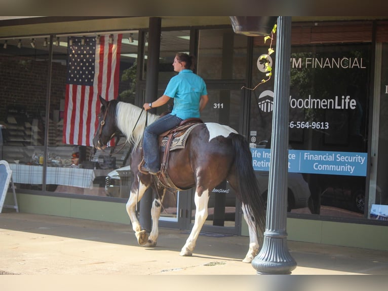 American Quarter Horse Castrone 13 Anni 157 cm Tobiano-tutti i colori in Rusk TX
