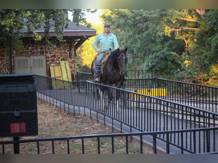 American Quarter Horse Castrone 13 Anni 157 cm Tobiano-tutti i colori in Rusk TX