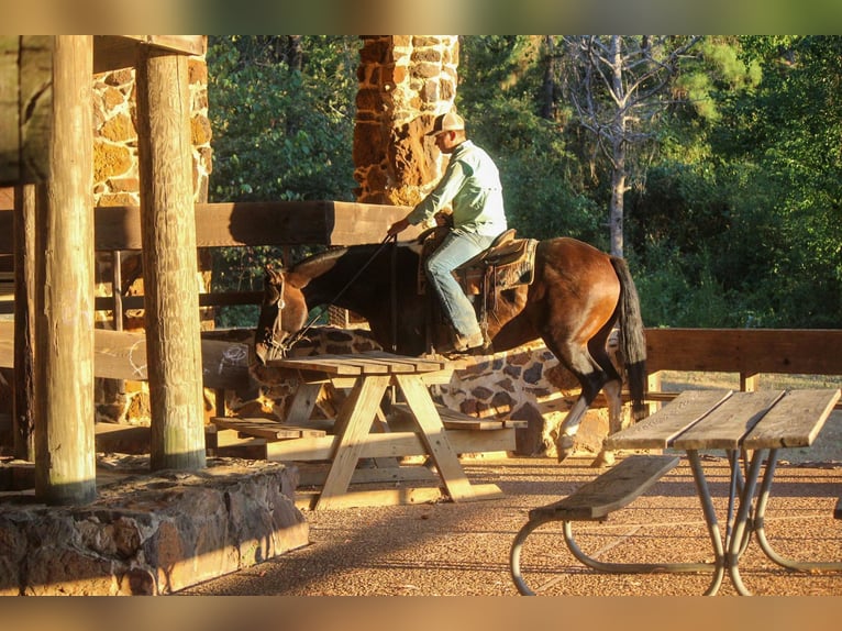 American Quarter Horse Castrone 13 Anni 157 cm Tobiano-tutti i colori in Rusk TX