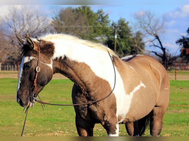 American Quarter Horse Castrone 13 Anni 157 cm Tobiano-tutti i colori in Weatherford TX