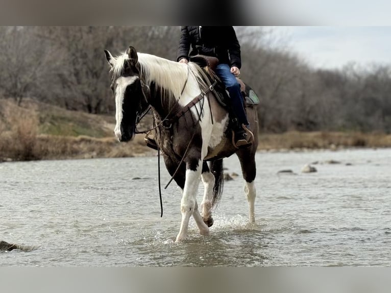 American Quarter Horse Castrone 13 Anni 157 cm Tobiano-tutti i colori in Weatherford TX