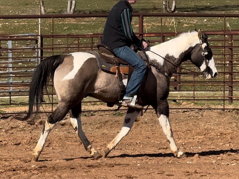 American Quarter Horse Castrone 13 Anni 157 cm Tobiano-tutti i colori in Weatherford TX