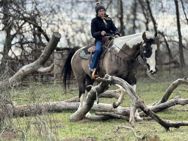 American Quarter Horse Castrone 13 Anni 157 cm Tobiano-tutti i colori in Weatherford TX