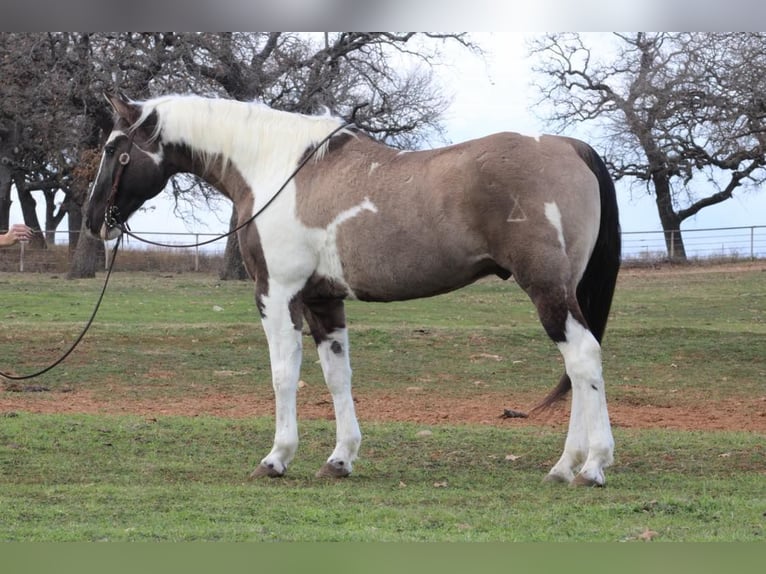 American Quarter Horse Castrone 13 Anni 157 cm Tobiano-tutti i colori in Weatherford TX