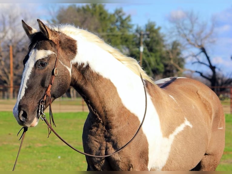 American Quarter Horse Castrone 13 Anni 157 cm Tobiano-tutti i colori in Weatherford TX