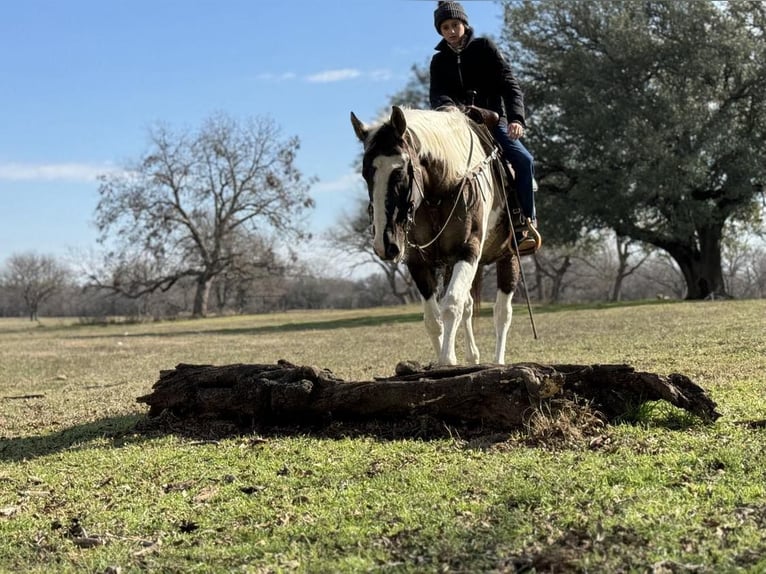 American Quarter Horse Castrone 13 Anni 157 cm Tobiano-tutti i colori in Weatherford TX