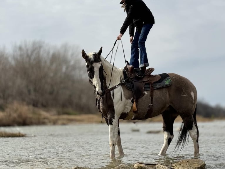 American Quarter Horse Castrone 13 Anni 157 cm Tobiano-tutti i colori in Weatherford TX