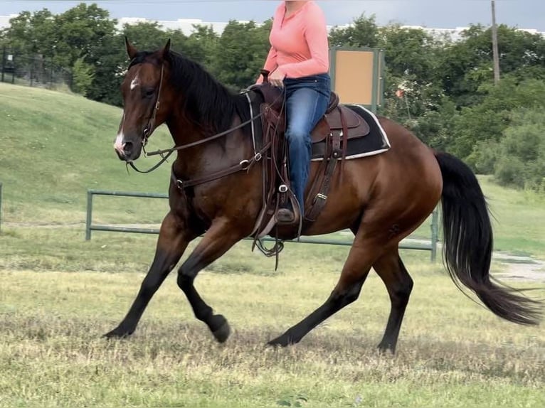 American Quarter Horse Castrone 13 Anni 160 cm Baio ciliegia in Weatherford TX