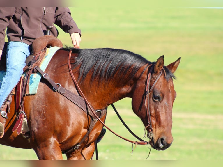 American Quarter Horse Castrone 13 Anni 160 cm Baio ciliegia in Clarion, PA