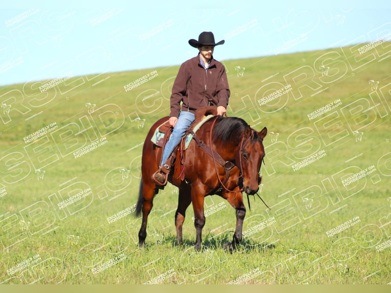 American Quarter Horse Castrone 13 Anni 160 cm Baio ciliegia in Clarion, PA