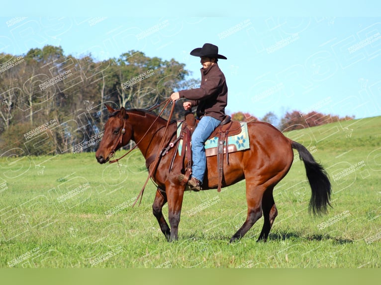 American Quarter Horse Castrone 13 Anni 160 cm Baio ciliegia in Clarion, PA