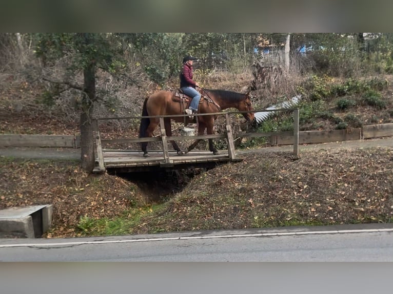 American Quarter Horse Castrone 13 Anni 160 cm Falbo in Bitterwater CA