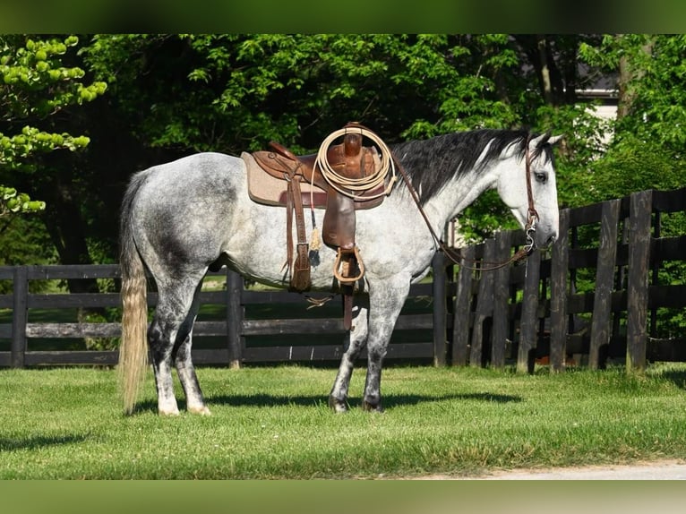 American Quarter Horse Castrone 13 Anni 160 cm Grigio pezzato in Waco TX