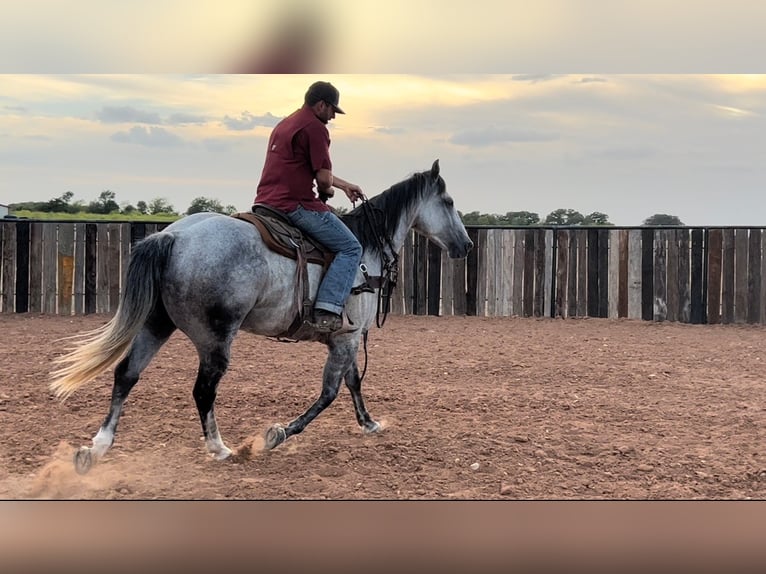 American Quarter Horse Castrone 13 Anni 160 cm Grigio pezzato in Waco TX