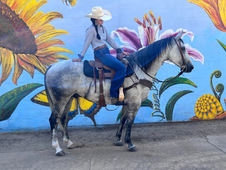 American Quarter Horse Castrone 13 Anni 160 cm Grigio pezzato in Waco TX