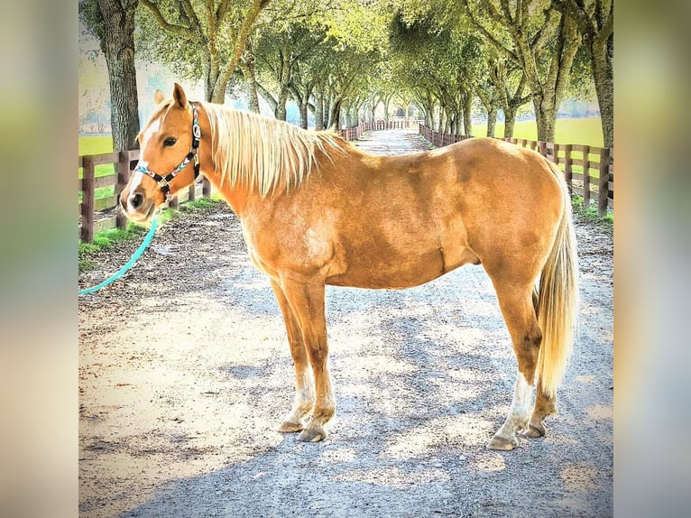 American Quarter Horse Castrone 13 Anni 160 cm Palomino in Defuniak Springs