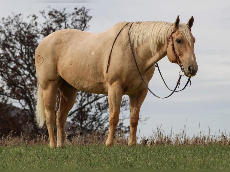 American Quarter Horse Mix Castrone 13 Anni 160 cm Palomino in Rebersburg, PA