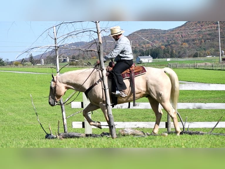 American Quarter Horse Mix Castrone 13 Anni 160 cm Palomino in Rebersburg, PA
