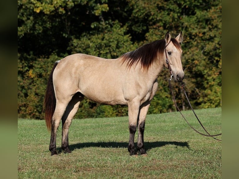 American Quarter Horse Castrone 13 Anni 160 cm Pelle di daino in Somerset, Ky