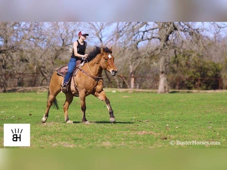 American Quarter Horse Castrone 13 Anni 160 cm Pelle di daino in Weatherford TX