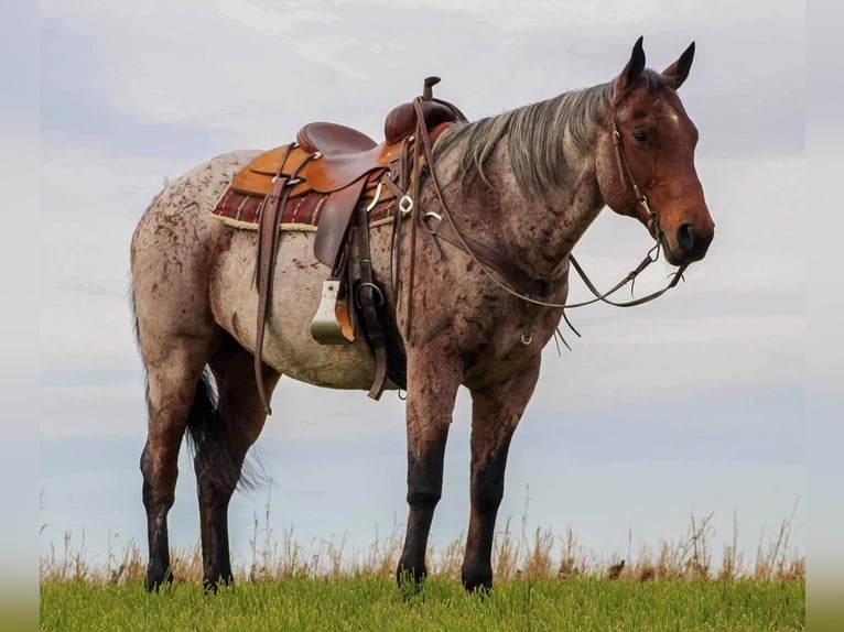 American Quarter Horse Mix Castrone 13 Anni 160 cm in Rebersburg, PA