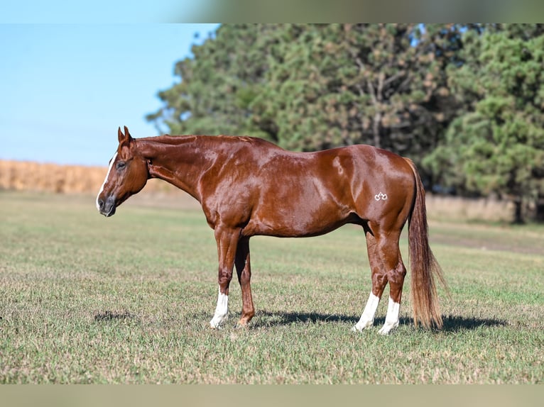 American Quarter Horse Castrone 13 Anni 160 cm Sauro ciliegia in Canistota