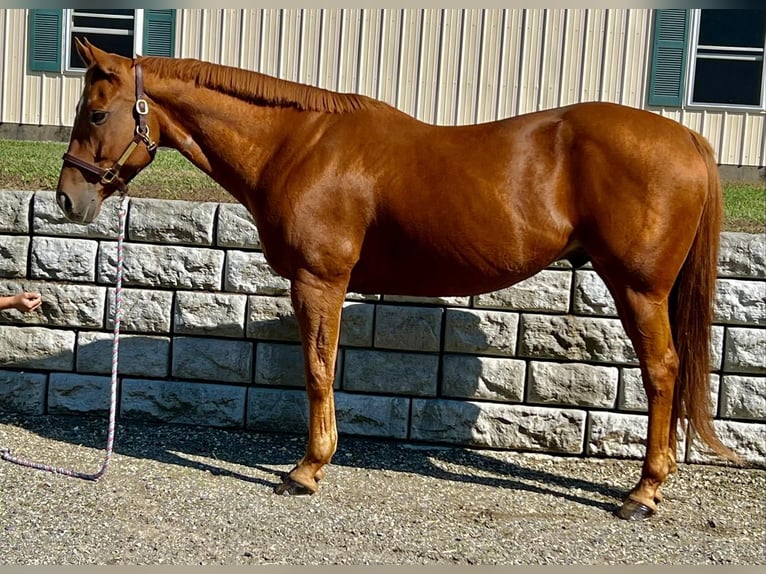 American Quarter Horse Castrone 13 Anni 160 cm Sauro scuro in Northfield