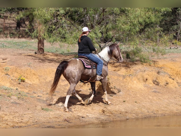 American Quarter Horse Castrone 13 Anni 160 cm Tobiano-tutti i colori in Stephenville TX