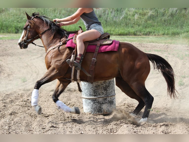 American Quarter Horse Castrone 13 Anni 163 cm Baio ciliegia in Mckinney