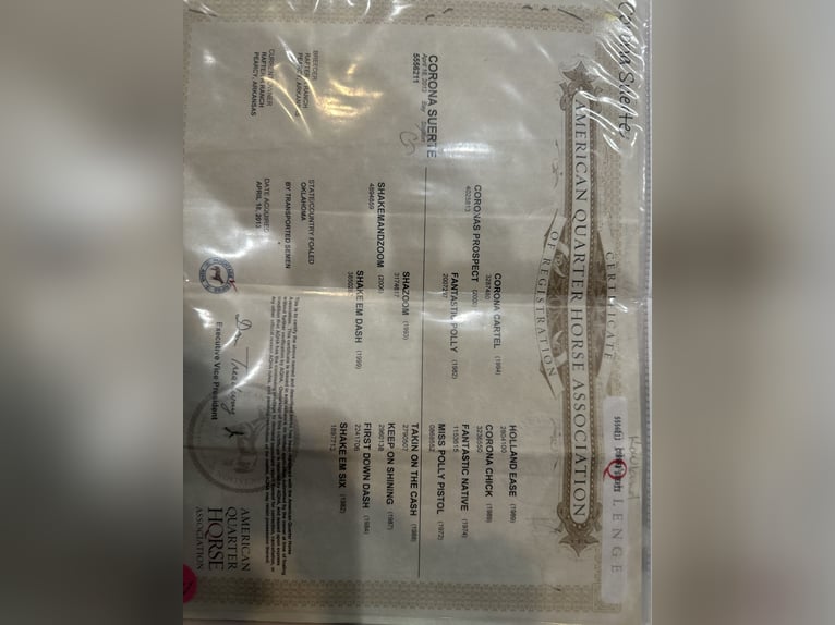 American Quarter Horse Castrone 13 Anni 163 cm Baio ciliegia in Mckinney