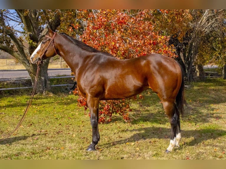 American Quarter Horse Castrone 13 Anni 163 cm Baio ciliegia in Mckinney