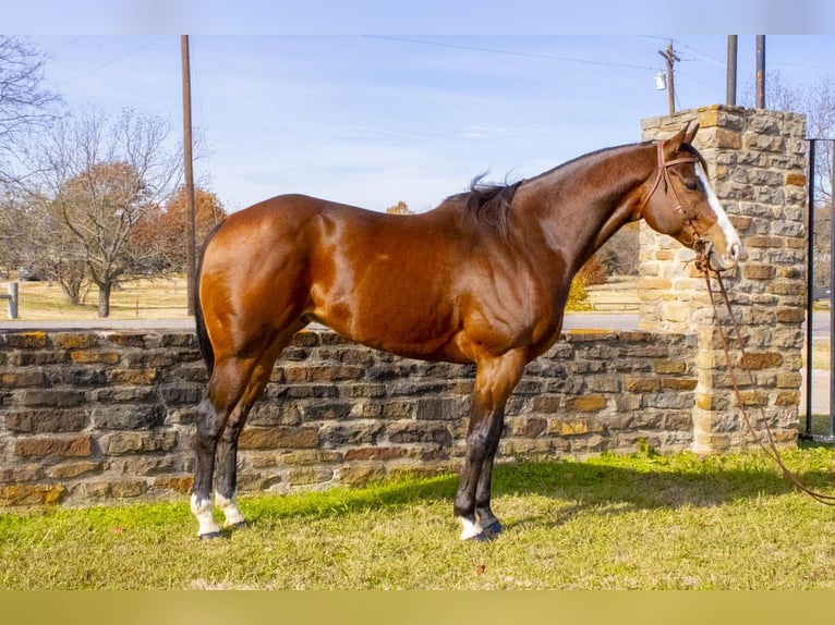 American Quarter Horse Castrone 13 Anni 163 cm Baio ciliegia in Mckinney