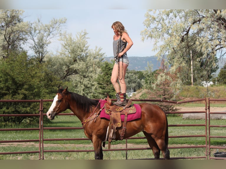 American Quarter Horse Castrone 13 Anni 163 cm Baio ciliegia in Mckinney