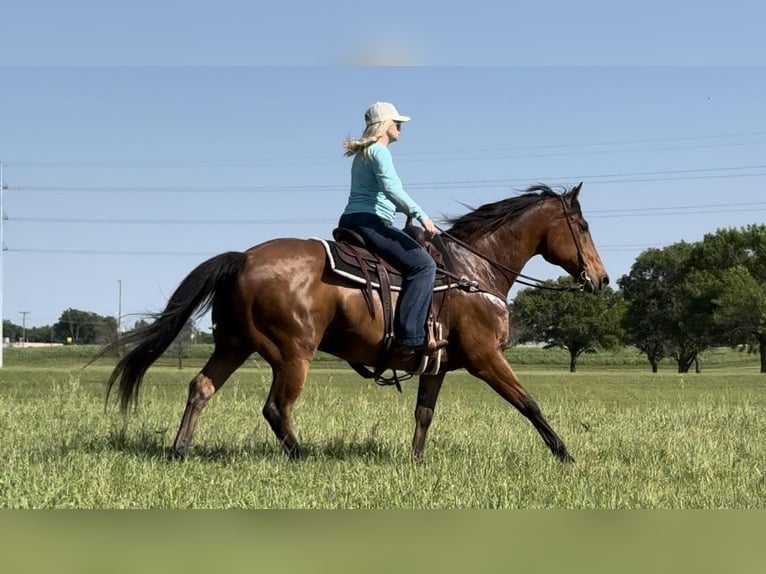 American Quarter Horse Castrone 13 Anni 163 cm Baio ciliegia in Weatheford TX