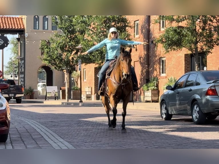 American Quarter Horse Castrone 13 Anni 163 cm Baio ciliegia in Weatheford TX