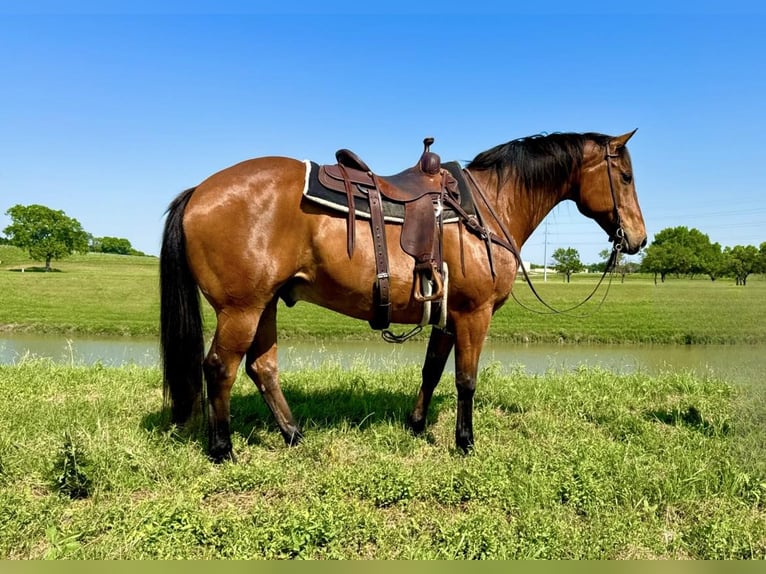 American Quarter Horse Castrone 13 Anni 163 cm Baio ciliegia in Weatheford TX