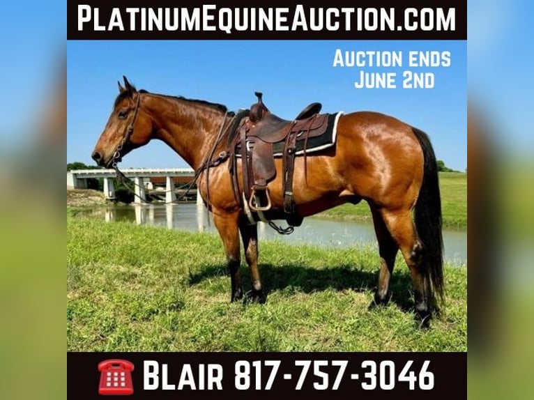 American Quarter Horse Castrone 13 Anni 163 cm Baio ciliegia in Weatheford TX