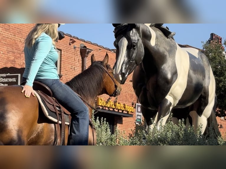 American Quarter Horse Castrone 13 Anni 163 cm Baio ciliegia in Weatheford TX